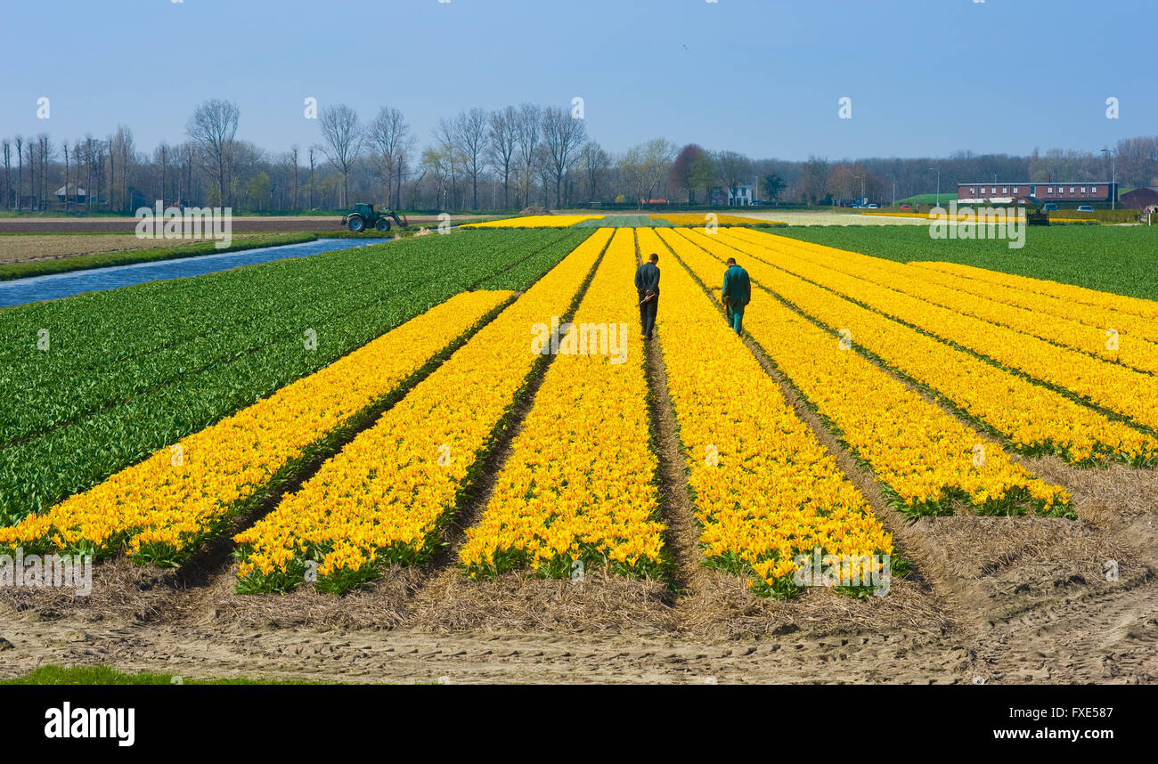 LISSE, Pays-Bas, 11 avril 2016 : deux travailleurs sont contrôle de fleurs jaunes sur un champ près de Lisse, aux Pays-Bas. Banque D'Images