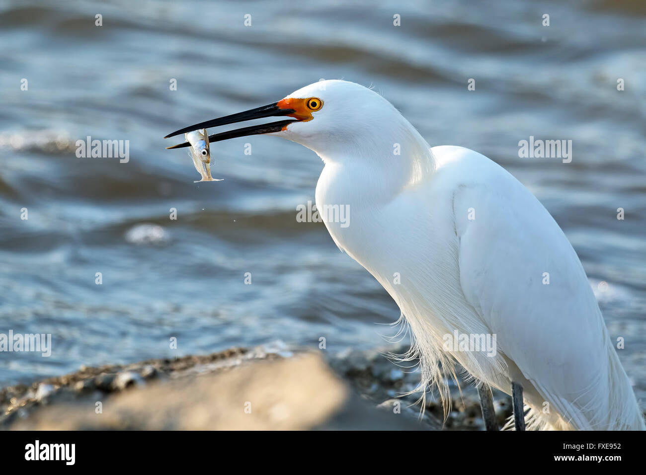 Aigrette neigeuse avec poissons Banque D'Images