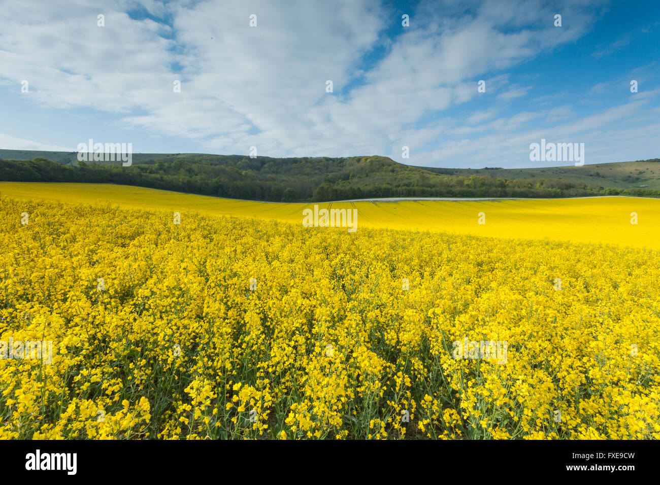 Champ de colza sur les South Downs, East Sussex, Angleterre. Banque D'Images