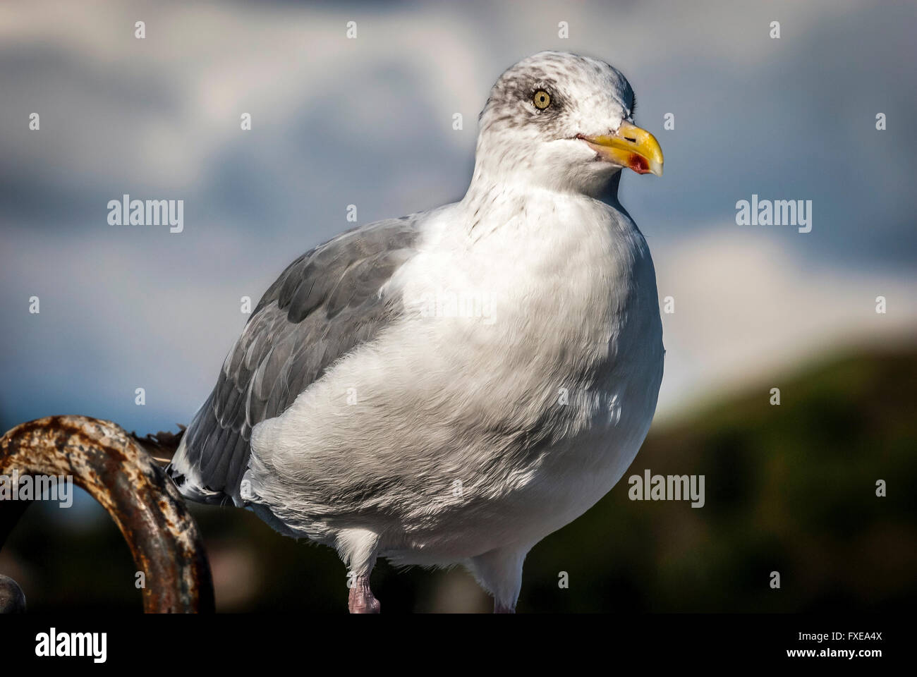 Une mouette juvénile. Banque D'Images