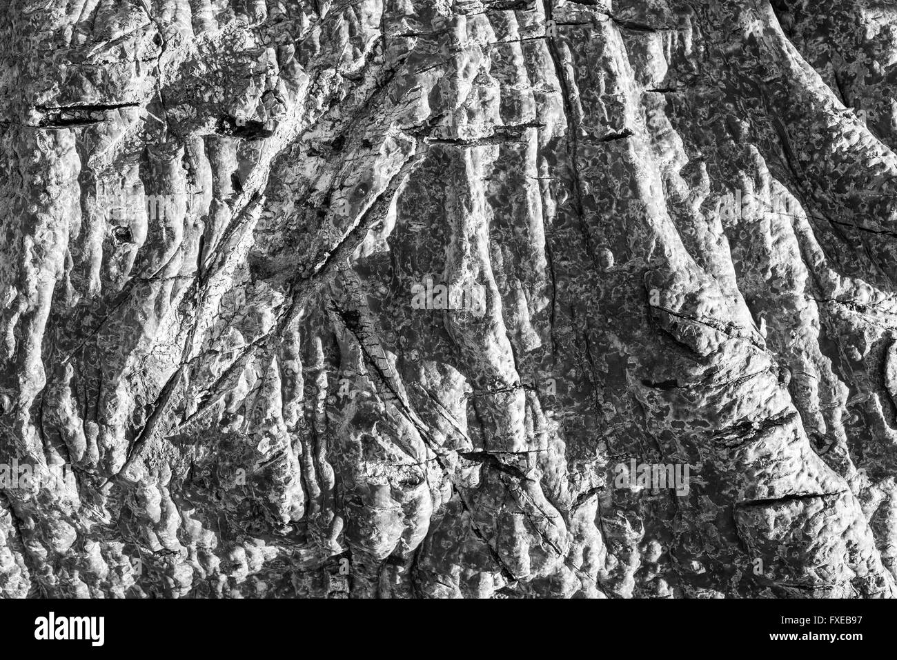 Gros plan montrant la texture du tronc d'un vieux baobab. noir et blanc. Banque D'Images
