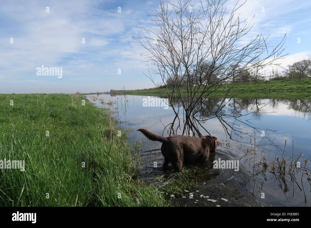 Un Labrador chocolat à la recherche à pêcher dans la rivière New Bedford Banque D'Images