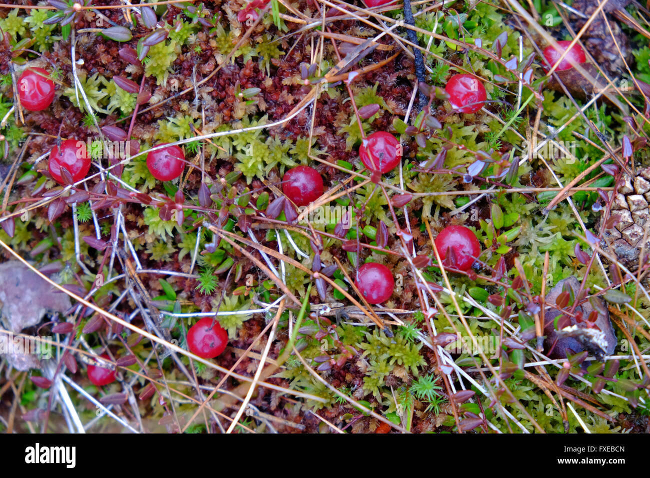 L'année dernière les canneberges dans la mousse au printemps. Banque D'Images
