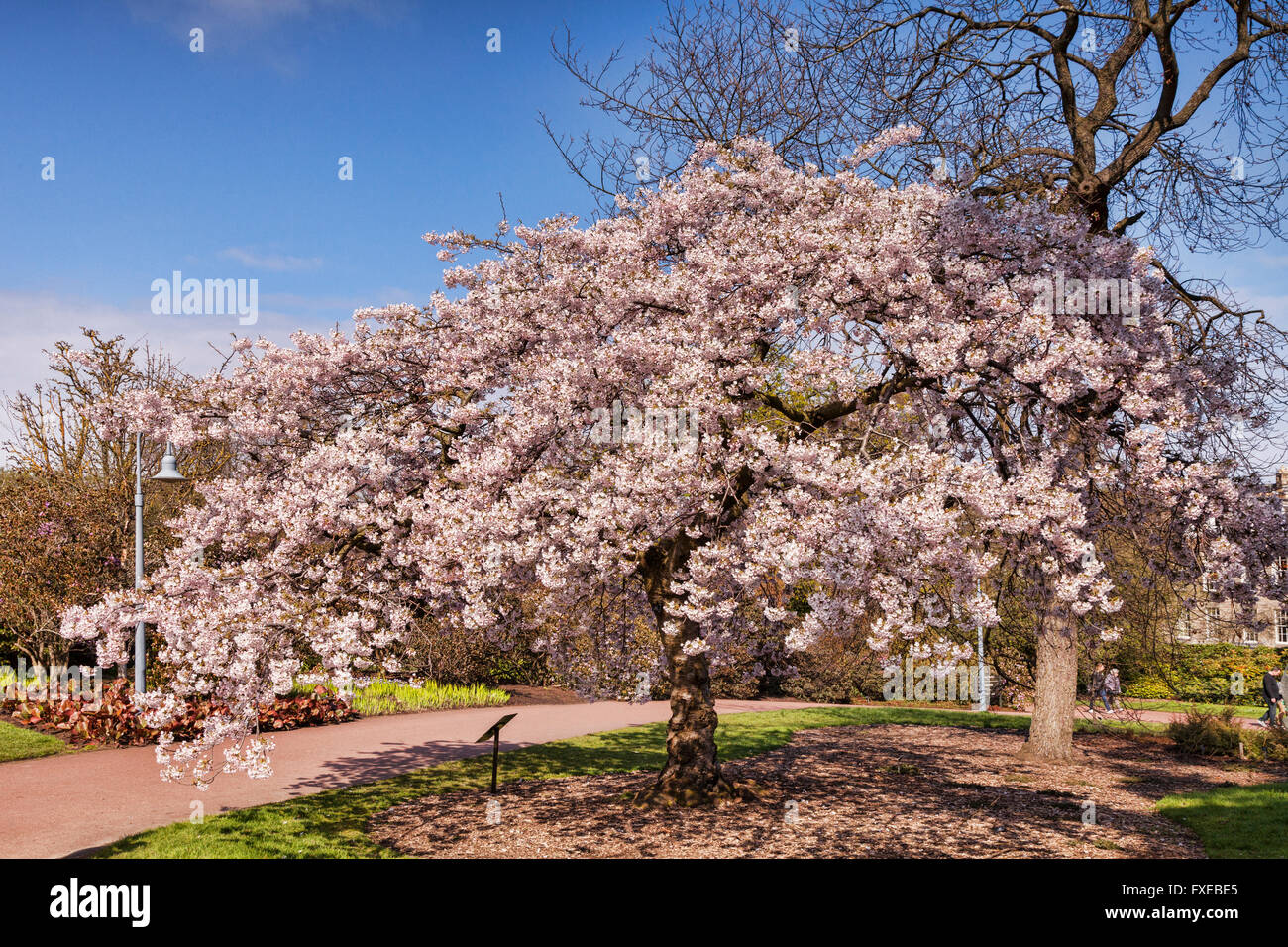 Cerise Yoshino, Prunus x yedoensis, en pleine floraison dans la région de Royal Botanic Gardens, Édimbourg, Écosse, Royaume-Uni Banque D'Images