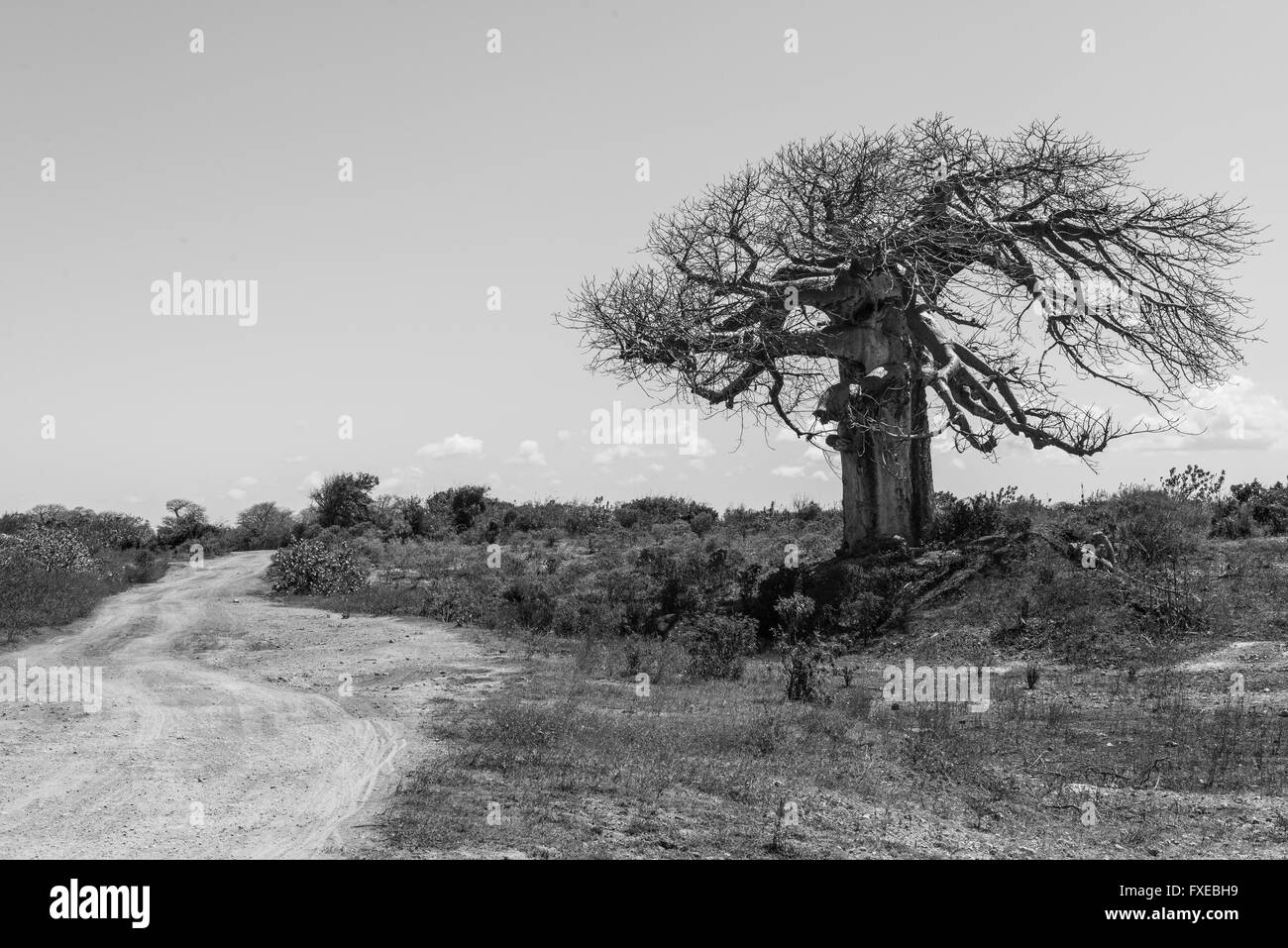 Big baobab entouré de savane africaine avec chemin de terre à côté d'elle. noir et blanc. Banque D'Images