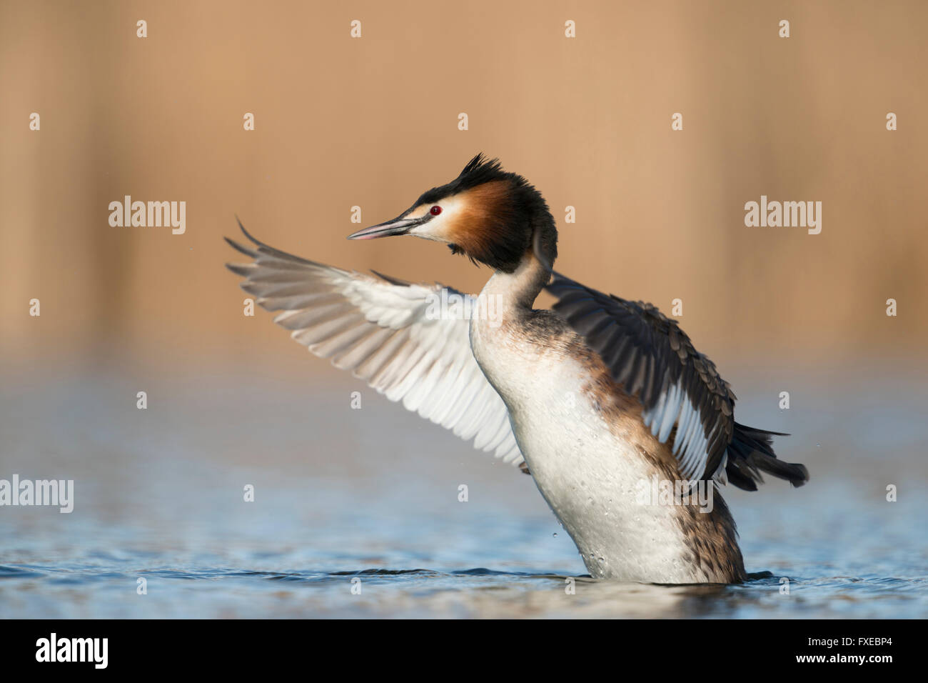 Grèbe huppé Podiceps cristatus Haubentaucher ( / ), des profils, de croissance en hauteur hors de l'eau battre avec ses ailes. Banque D'Images