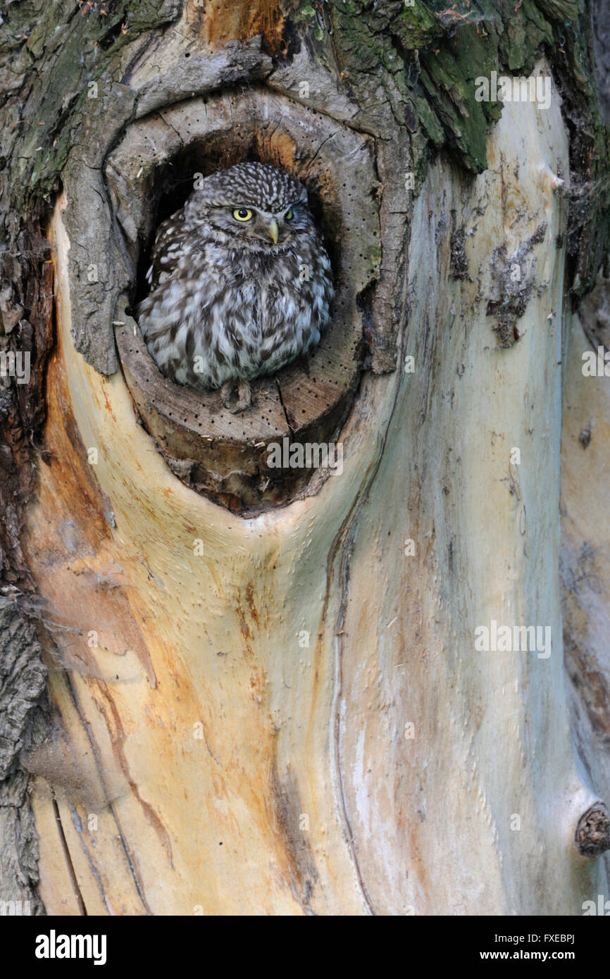 Petit hibou / Chouette Minervas ( Athene noctua ), adulte, assis à l'entrée, il s'occupe de son site de nidification naturelle dans un arbre Banque D'Images