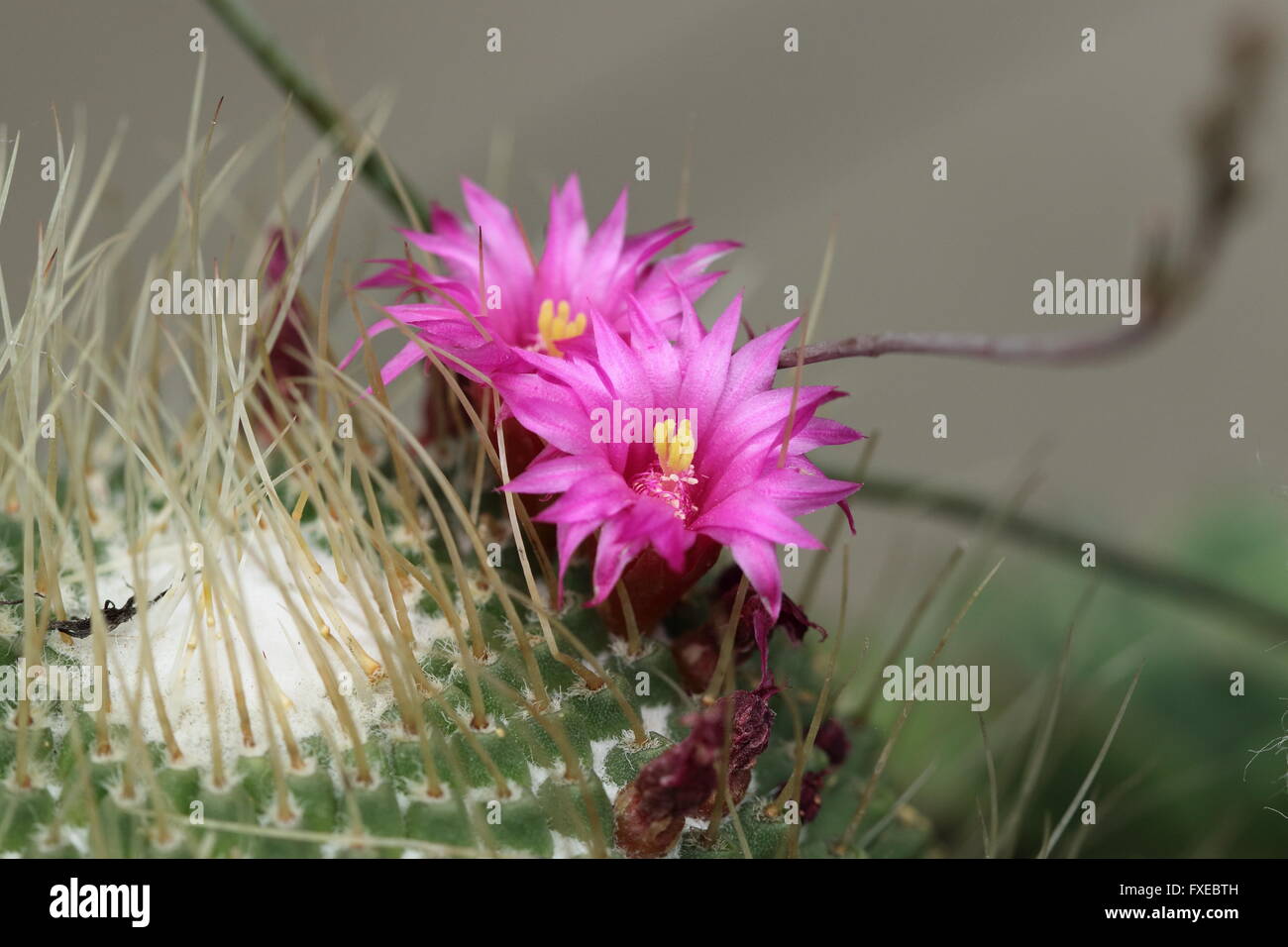 Close up image of blooming flower of Red Headed irlandais ou Mammillaria spinosissima Cactus Banque D'Images