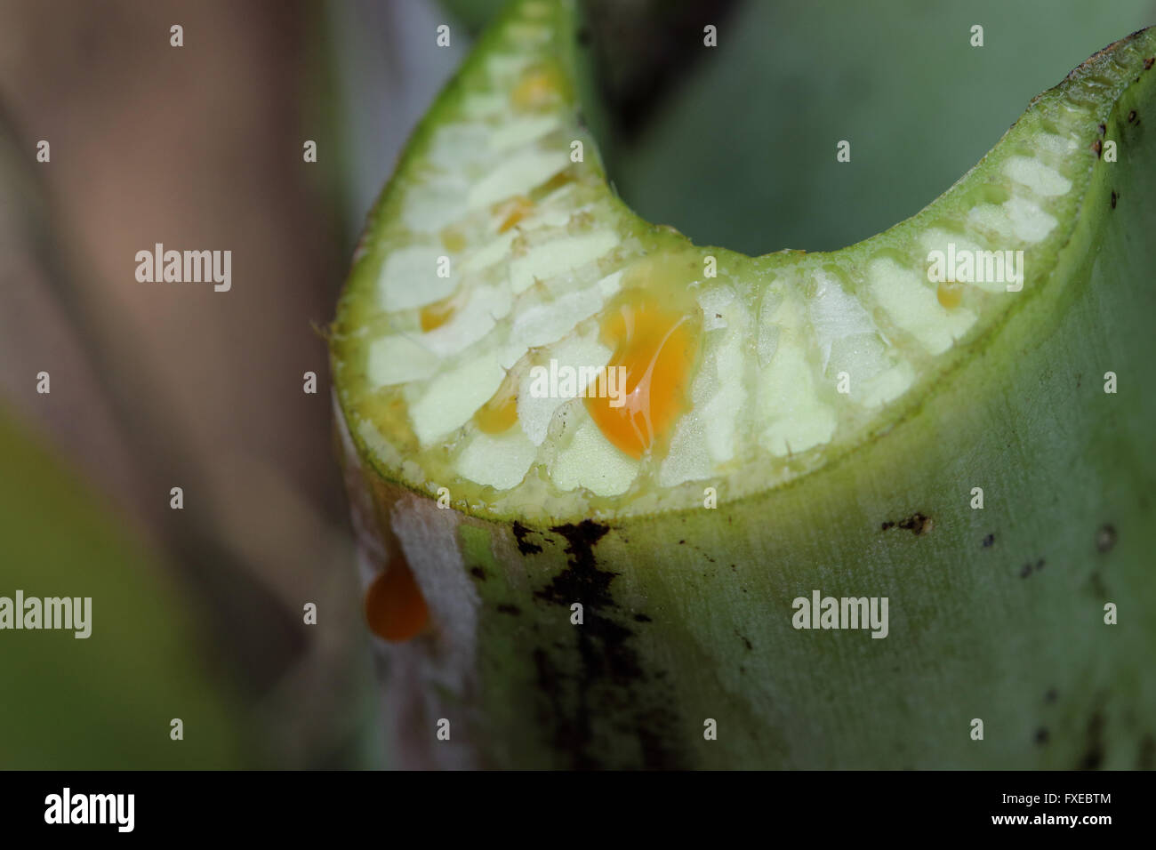 Close up image de l'Ensete ventricosum fraîchement coupés, feuille de bananier d'Abyssinie avec tige dégoulinant de sap Banque D'Images