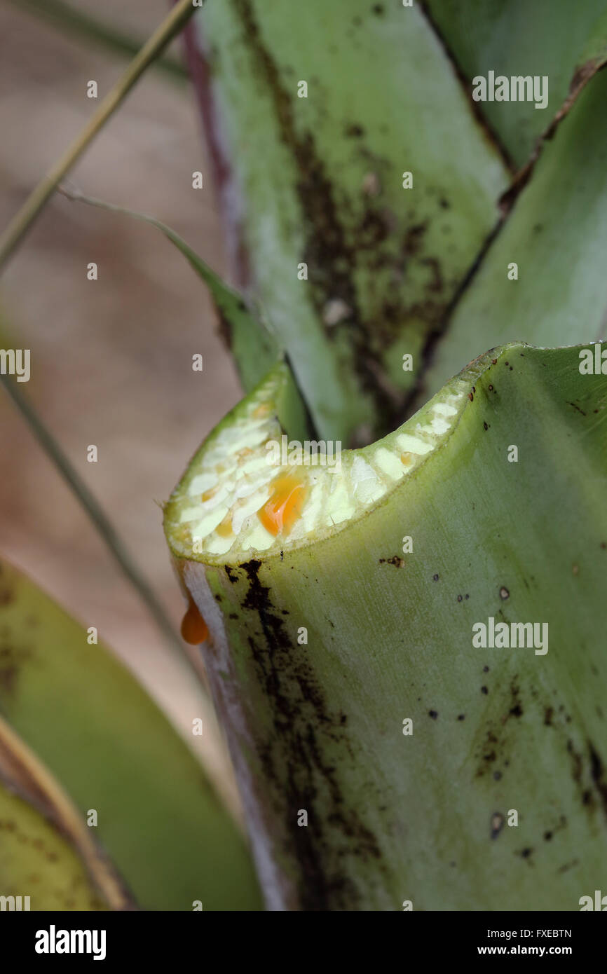 Close up image de l'Ensete ventricosum fraîchement coupés, feuille de bananier d'Abyssinie avec tige dégoulinant de sap Banque D'Images