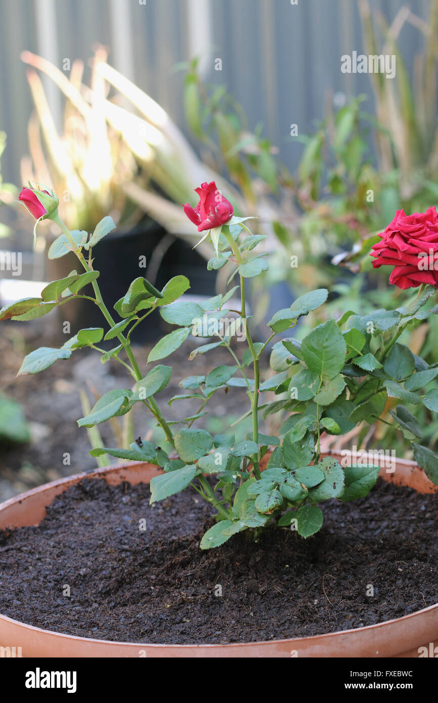 Tige longue de plus en plus de roses rouges présentées dans un pot avec de la terre exposée Banque D'Images