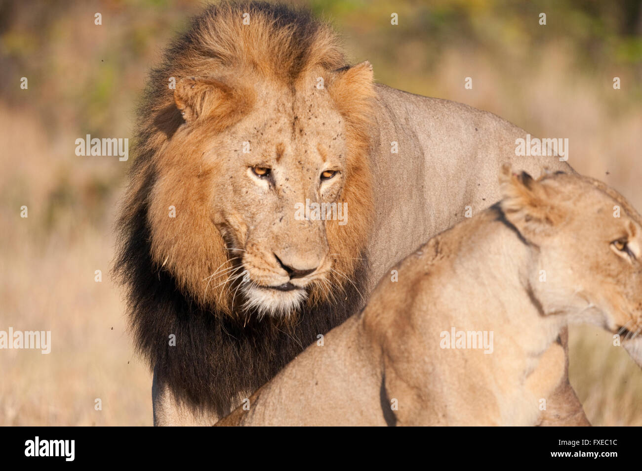 Paire African Lion (Panthera leo) dans le parc national Kruger, Afrique du Sud Banque D'Images
