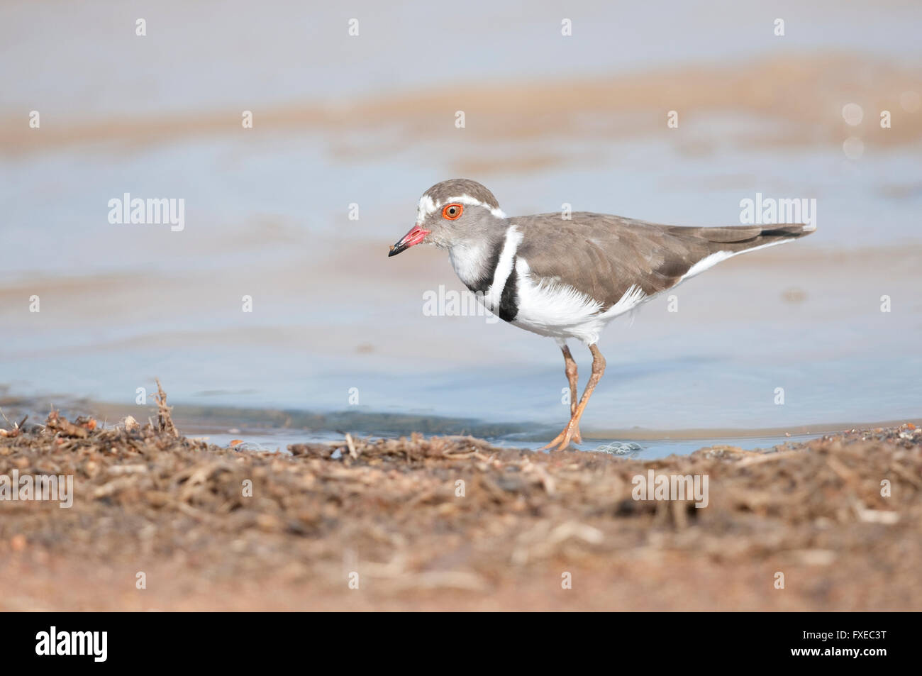 Trois-banded Plover (Charadrius tricollaris) sur le bord d'un étang dans le parc national Kruger, Afrique du Sud Banque D'Images