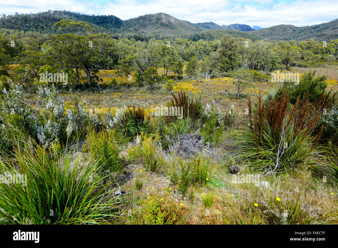 La végétation dans Franklin Gordon Wild Rivers Park, Tasmanie, Australie Banque D'Images