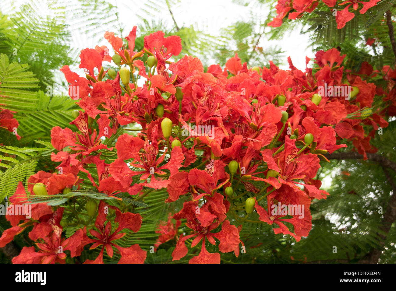 Bush tropical exotique de fleurs rouge en Tanzanie, Afrique Banque D'Images