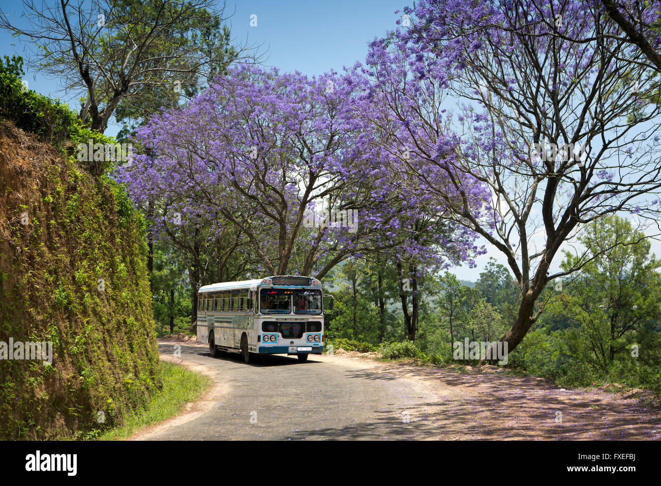 Sri Lanka, Highlands, Ella, conduite d'autobus en vertu de la floraison d'arbres Jacaranda Banque D'Images