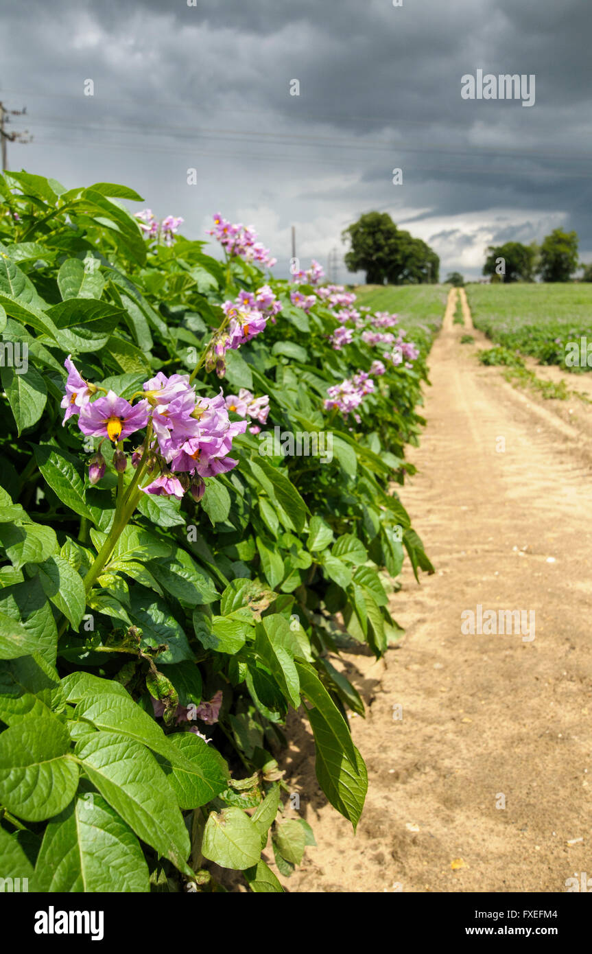 Un champ de pommes de terre en fleur, près de Rogue, Suffolk, Angleterre, RU Banque D'Images