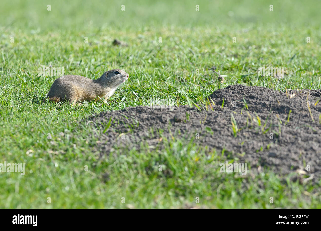 Prairie Dog sur terrain dans le printemps ! Banque D'Images