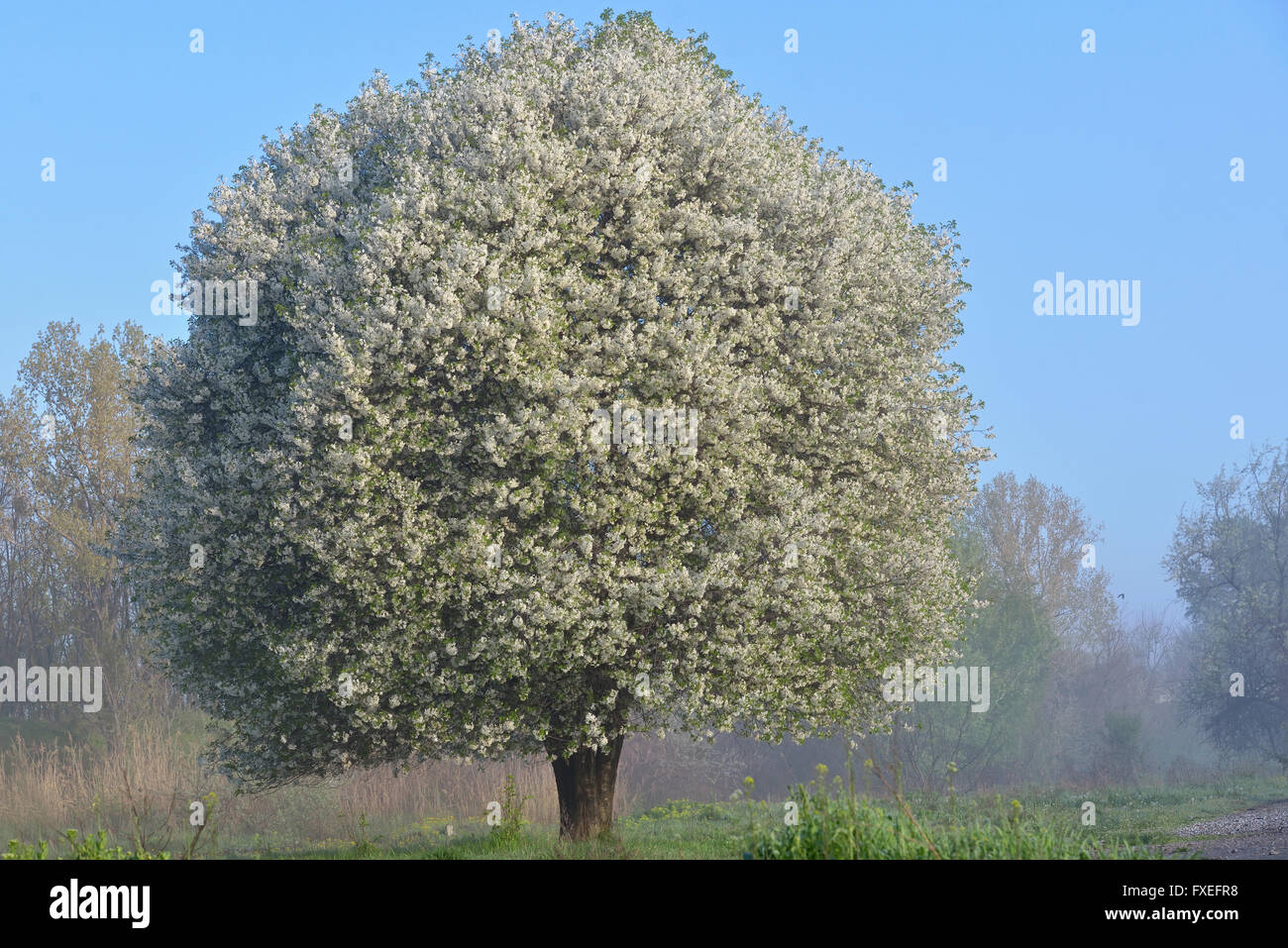 Blooming Cherry Tree dans un matin de printemps Banque D'Images