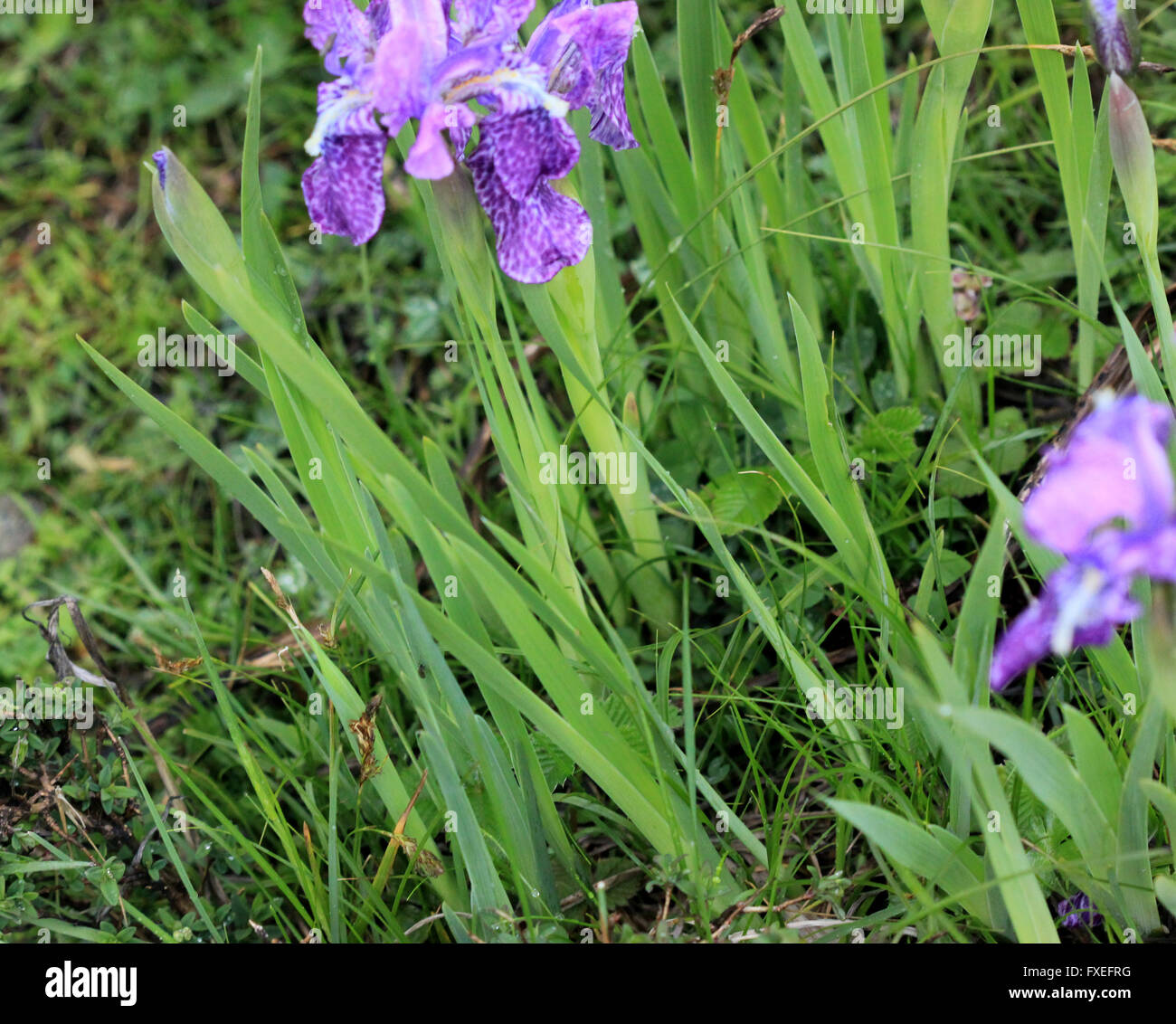 Iris hookeriana, Hooker's Iris, herbe vivace rhizomateuse alpine de l'Himalaya avec des feuilles linéaires, fleurs pourpre bleuâtre Banque D'Images