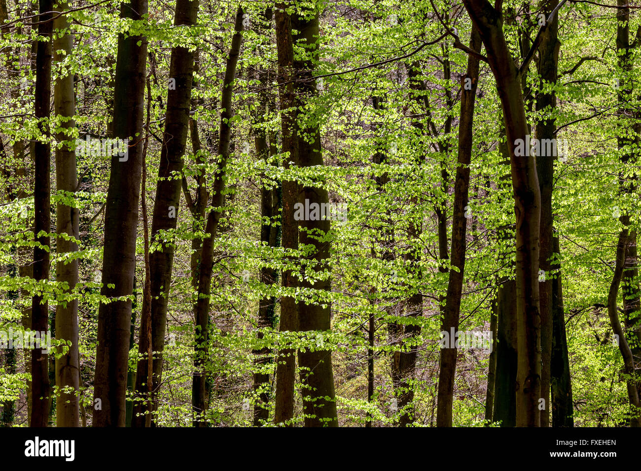 Forêt de hêtre. Printemps. Riehen, canton de Bâle-ville, Suisse. Banque D'Images