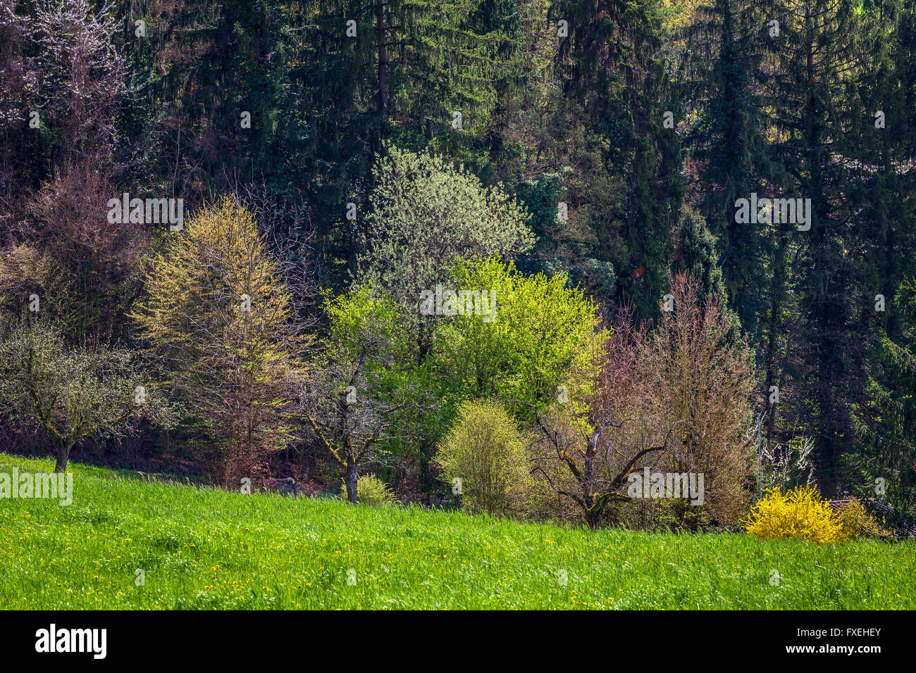Couleurs de la nature, Springtime. Riehen, canton de Bâle-ville, Suisse. Banque D'Images