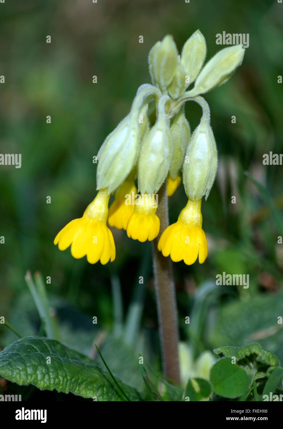 Un gros plan d'un coucou bleu chefs floer (Primula veris ) Banque D'Images