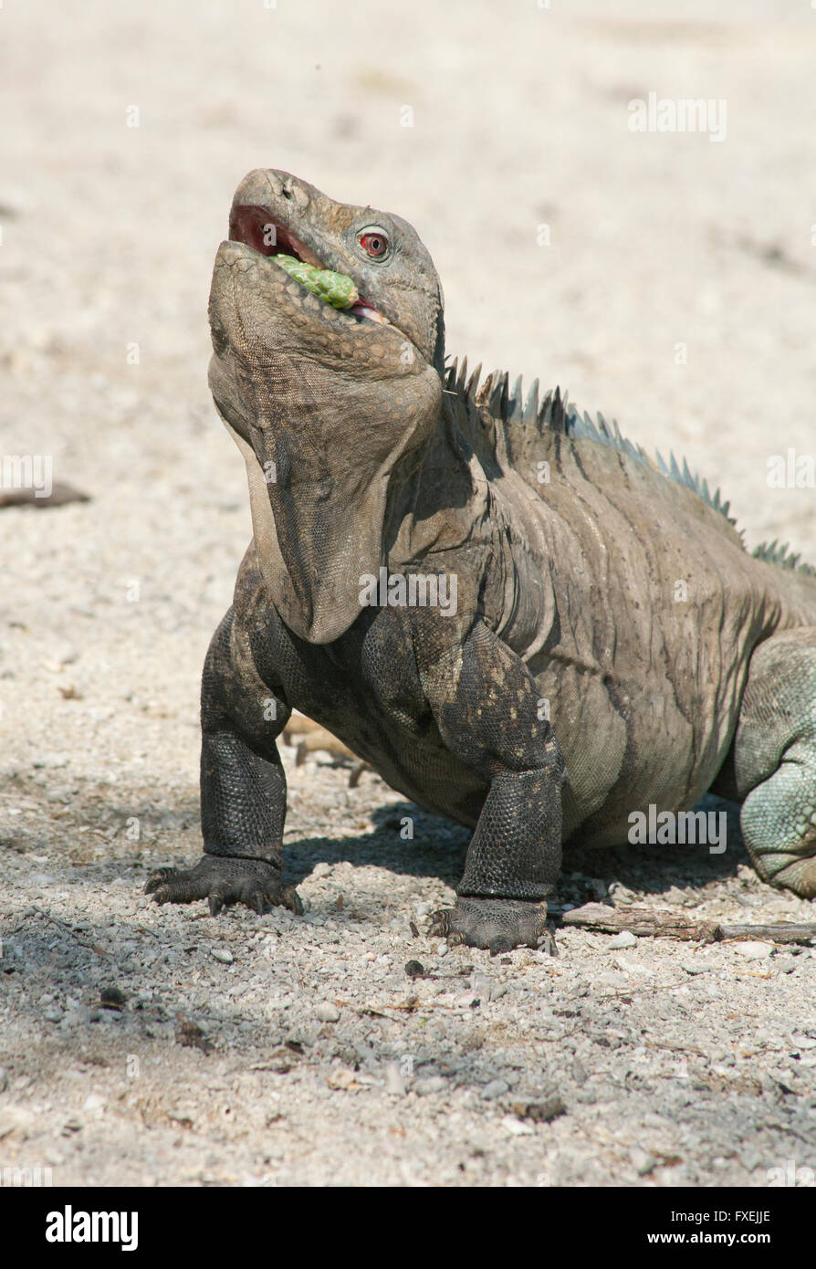 Solenodon ou Iguane Ricord's (Cyclura ricordi) En danger critique d'extinction, Lago Enriquillo, République Dominicaine Banque D'Images