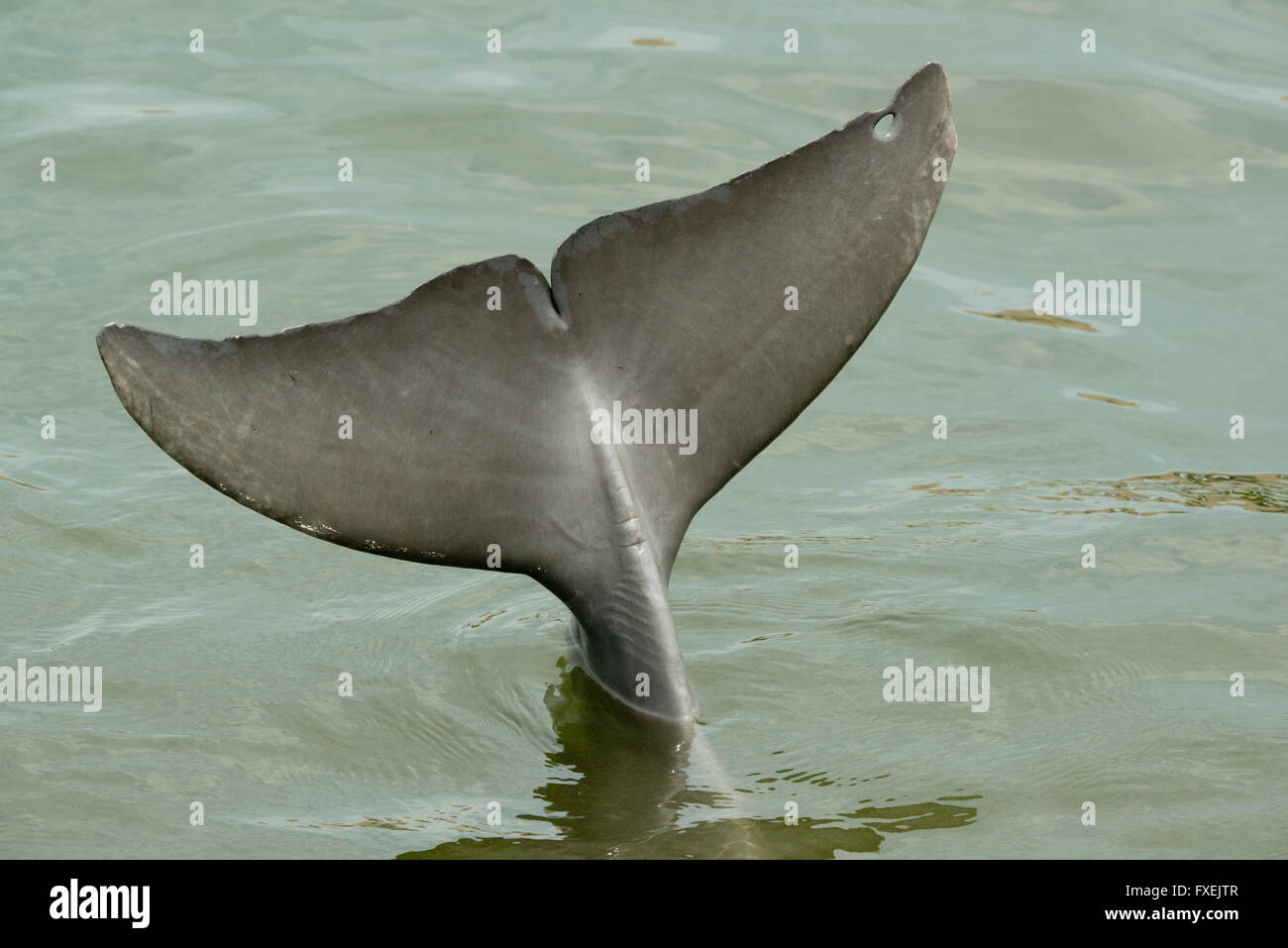 Grand dauphin, flets avec trou, Florida Keys, Floride USA Banque D'Images