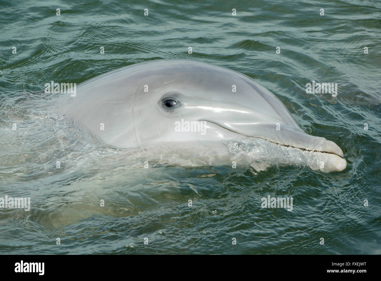 Grand dauphin (Tursiops truncatus) portrait en captivité, Florida Keys, Floride USA Banque D'Images