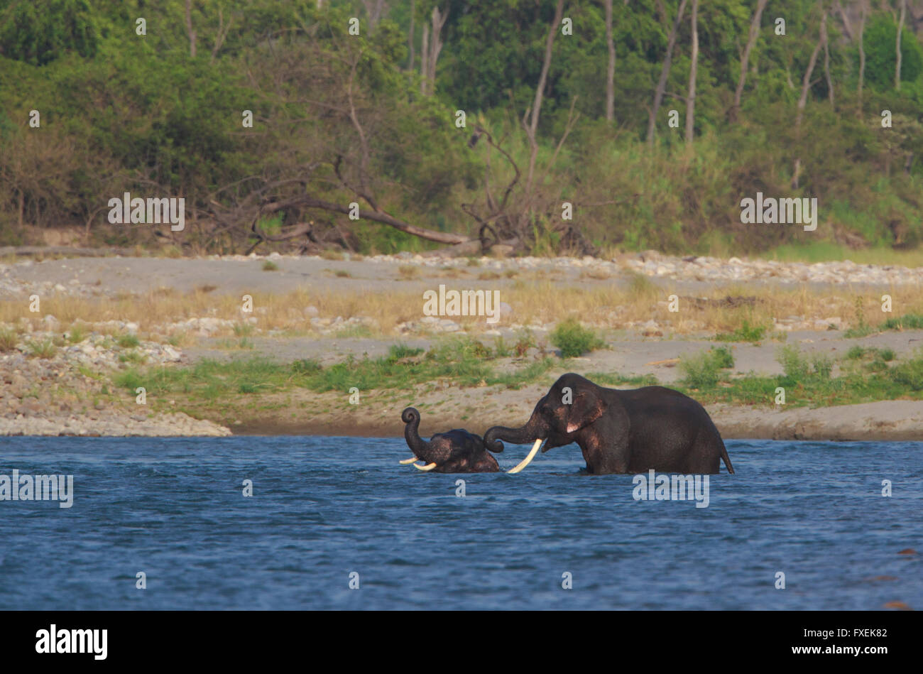 Les éléphants prendre bain dans la rivière - Parc national de Corbett (Inde) Banque D'Images
