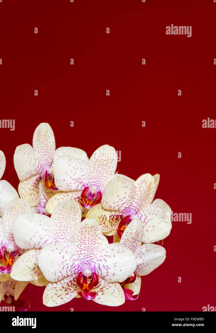 Orchidée, Phalaenopsis hybride aphrodite sur fond rouge Banque D'Images