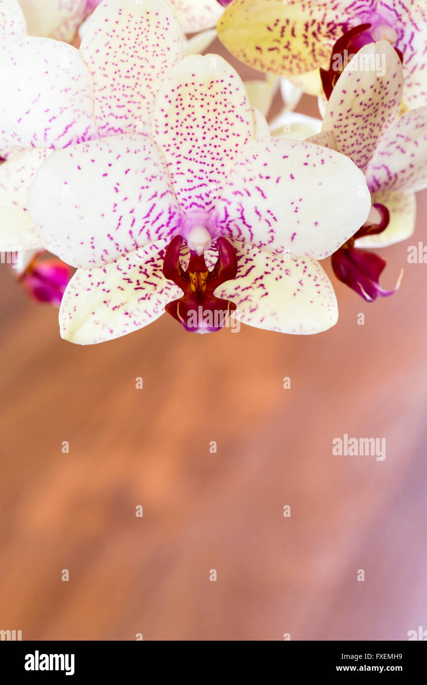 Orchidée, Phalaenopsis aphrodite sur fond de bois hybride Banque D'Images