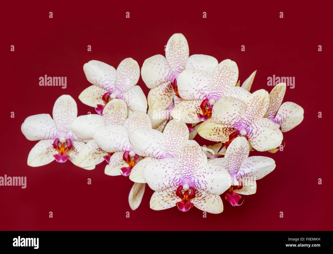 Orchidée, Phalaenopsis hybride aphrodite sur fond rouge Banque D'Images
