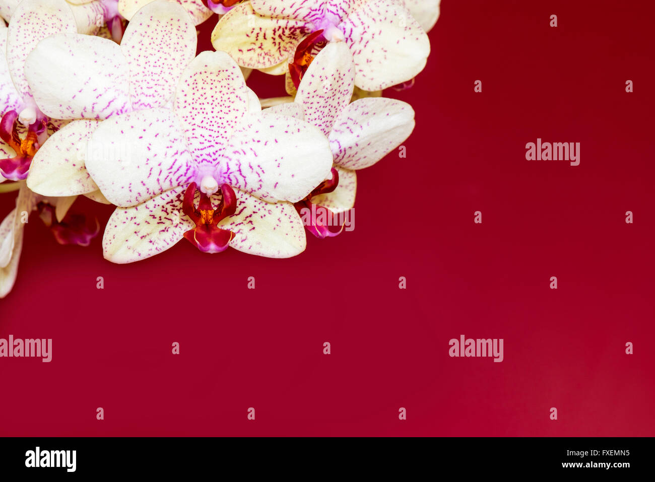 Orchidée, Phalaenopsis hybride aphrodite sur fond rouge Banque D'Images