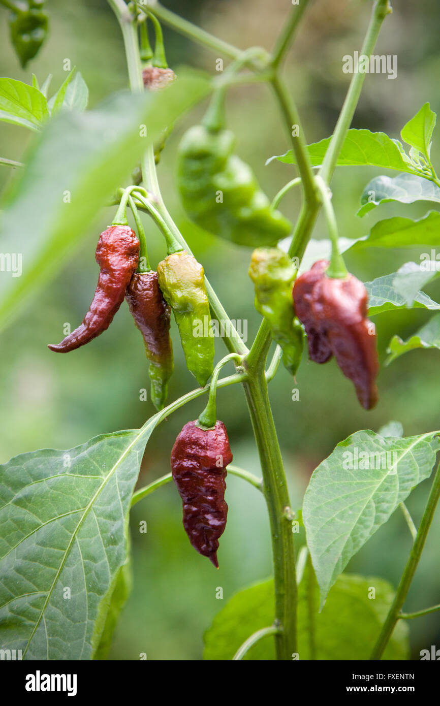 Fruits mûrs du Chocolat Piment Naga croissant dans leur état naturel sur l'usine Banque D'Images