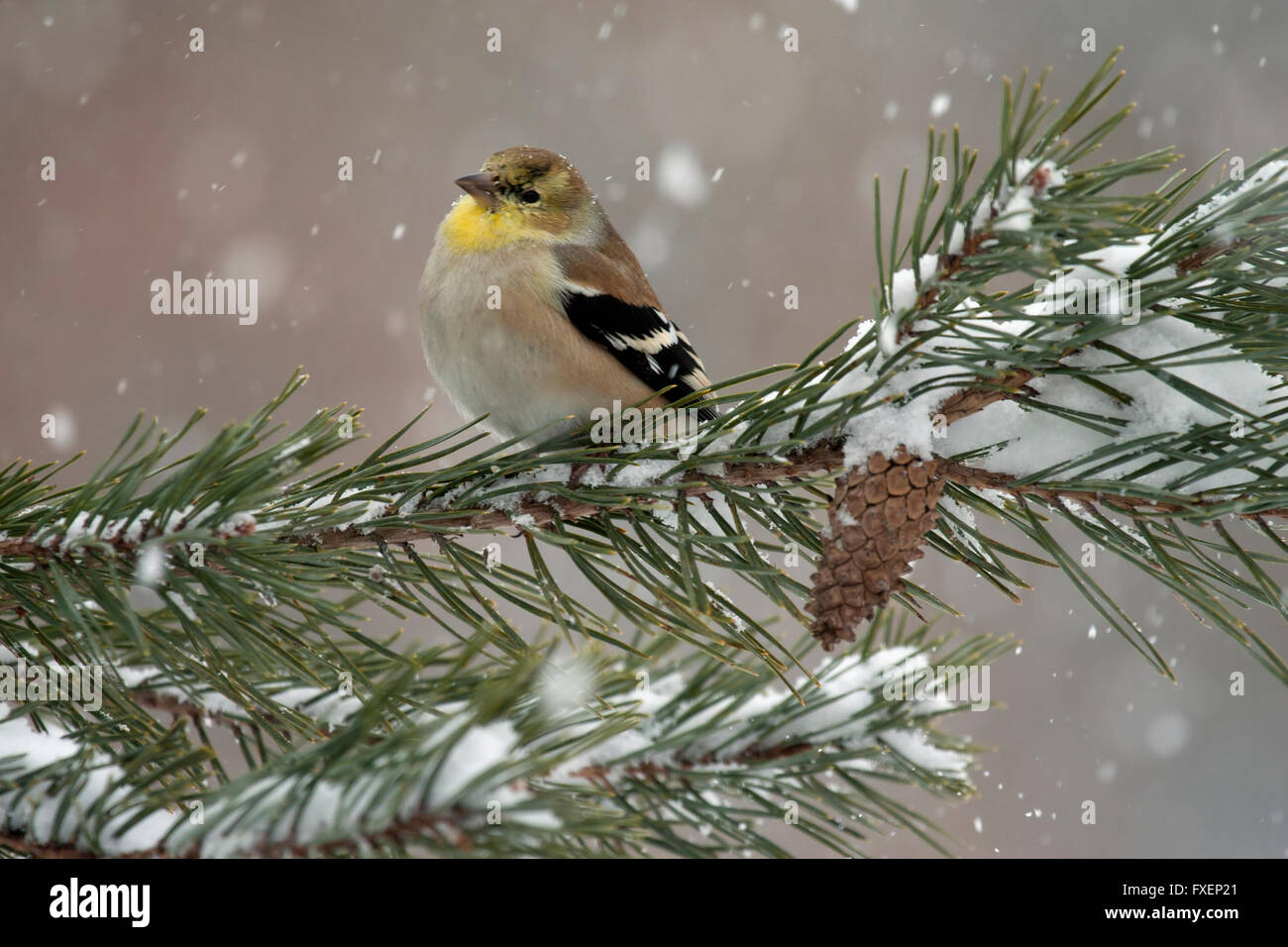 Chardonneret perchoirs de contentement sur pin enneigé en hiver, direction générale de la tempête Banque D'Images