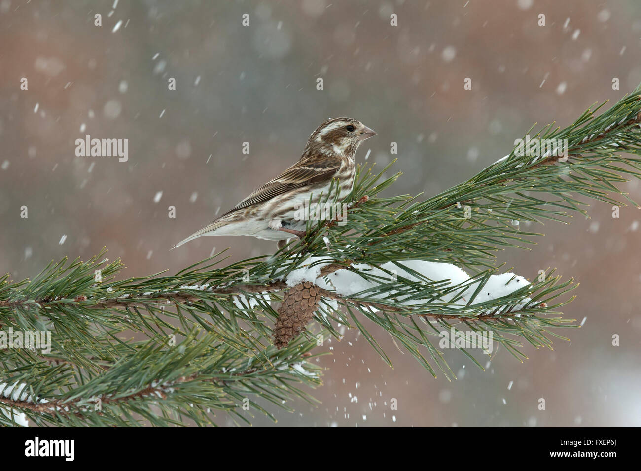 Femme roselin pourpré, situé sur la branche de pin lors de chutes de neige Banque D'Images