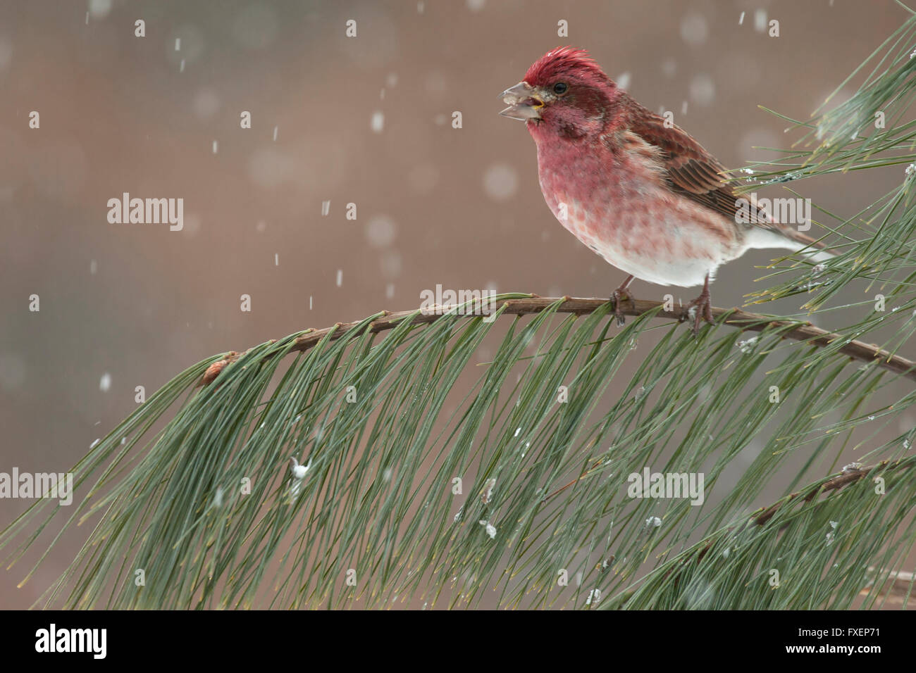 Roselin pourpré mâle est perché sur la branche de pin lors de chutes de neige Banque D'Images