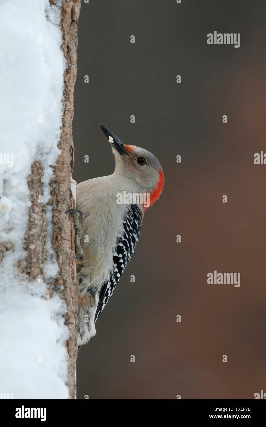 Pic à ventre rouge femelle s'accroche à snowy tree trunk Banque D'Images