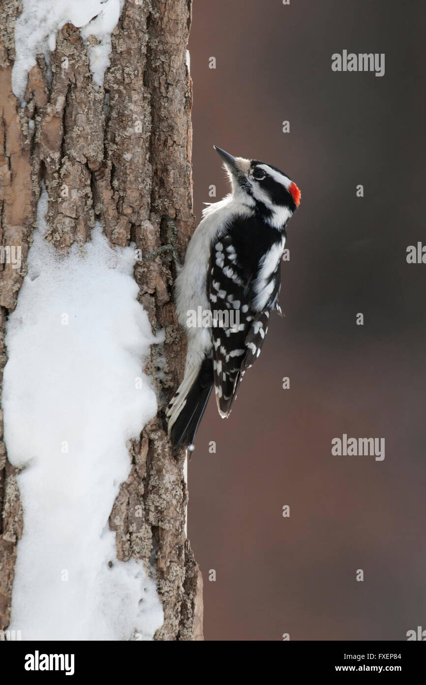 Le pic mineur mâle s'accroche au tronc de l'arbre enneigé en hiver Banque D'Images