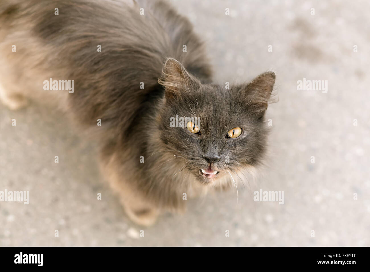 Portrait d'gnarling cat looking at camera Banque D'Images