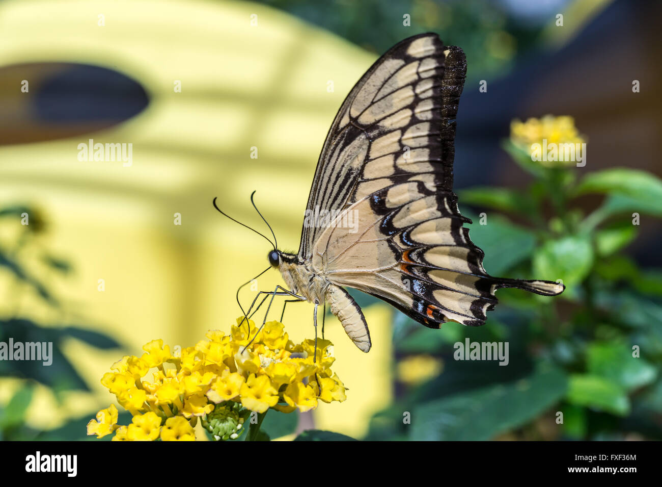Grand porte-queue (Papilio cresphontes papillon) se nourrissant de fleurs sauvages jaune Banque D'Images