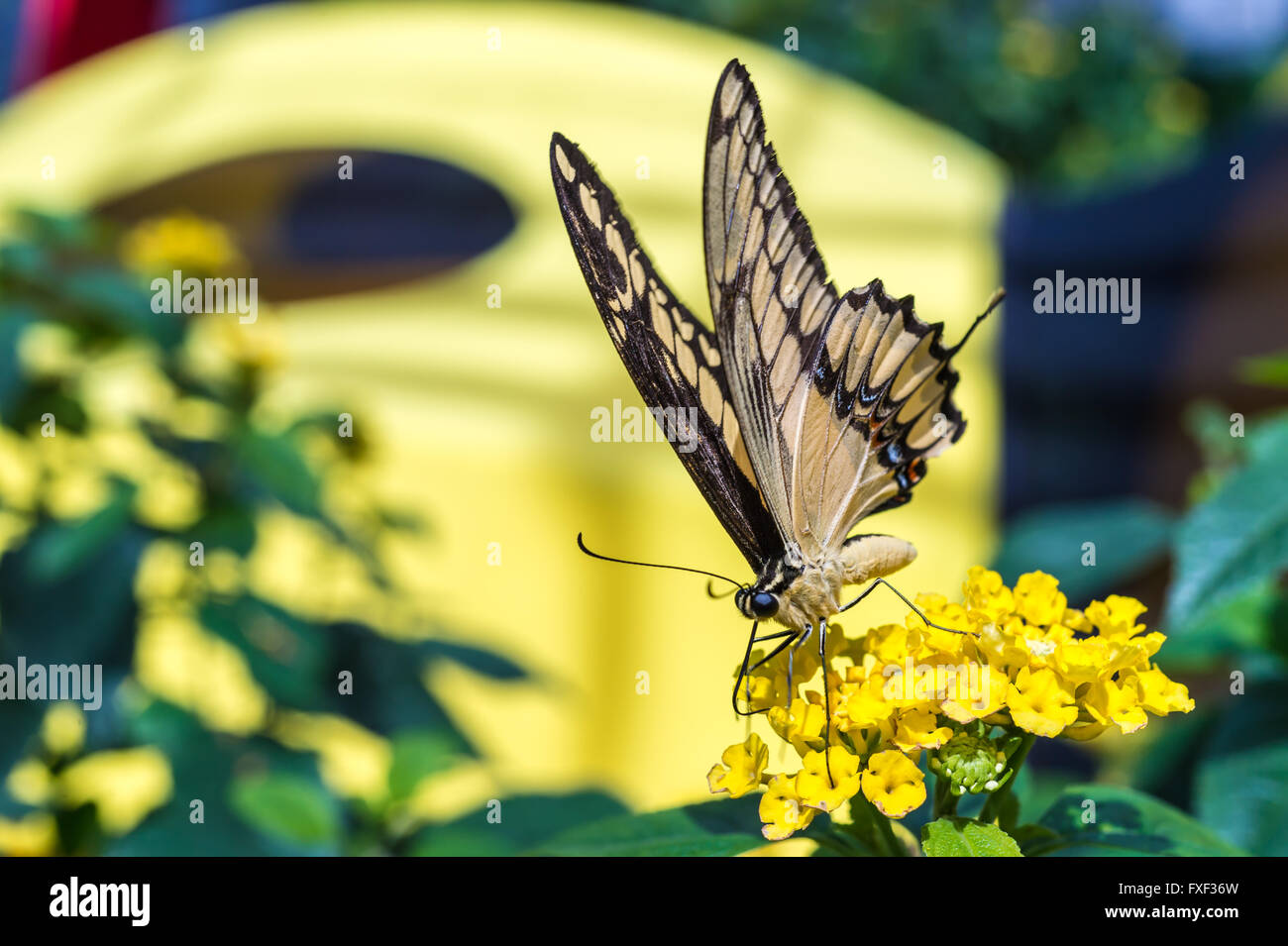 Grand porte-queue (Papilio cresphontes papillon) se nourrissant de fleurs sauvages jaune Banque D'Images