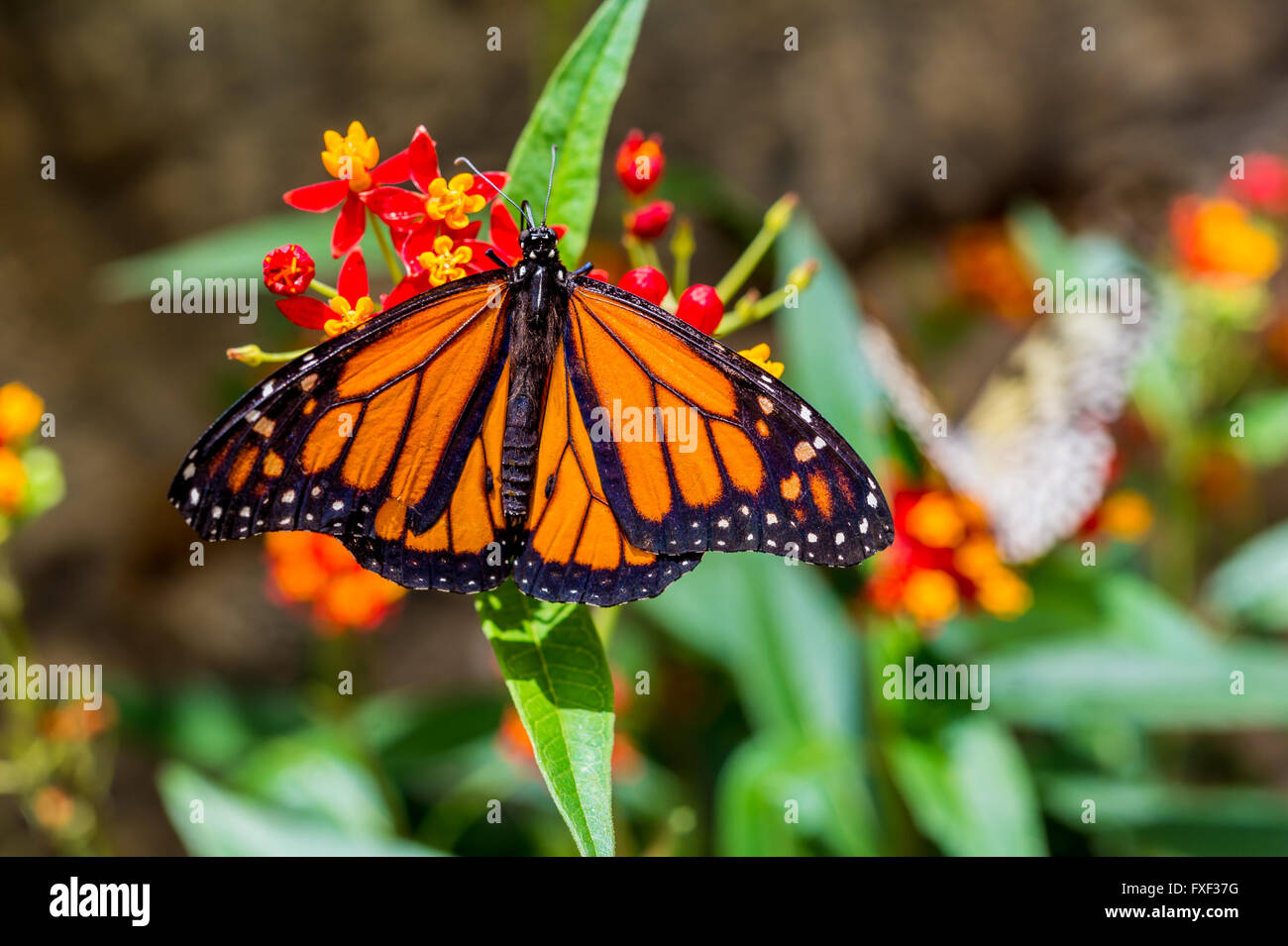 Un homme le monarque (Danaus plexippus) reposant sur une feuille Banque D'Images