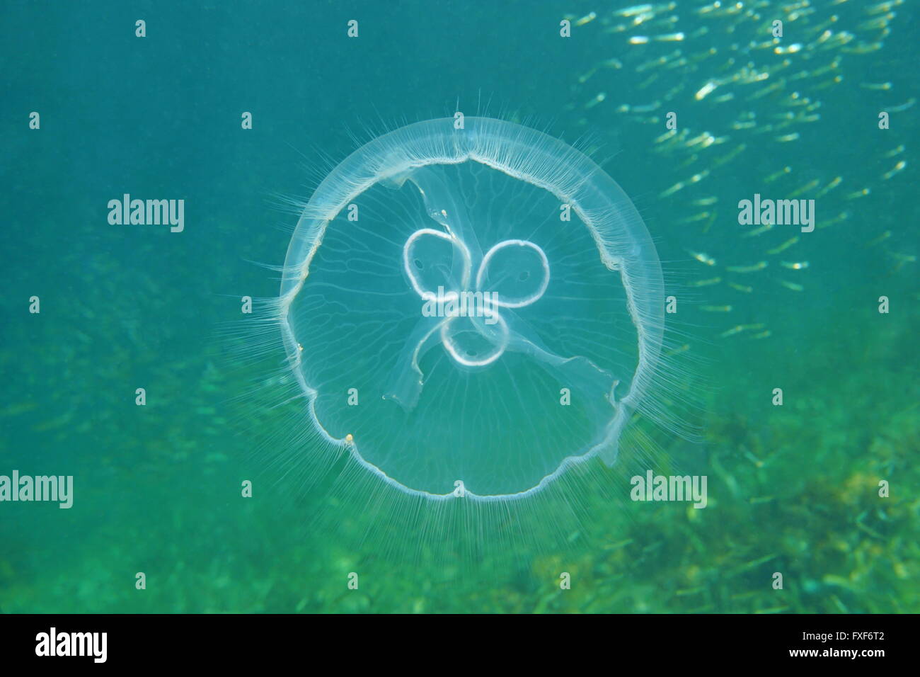Une méduse de lune, Aurelia aurita, Fonds sous-marins dans la mer des Caraïbes Banque D'Images