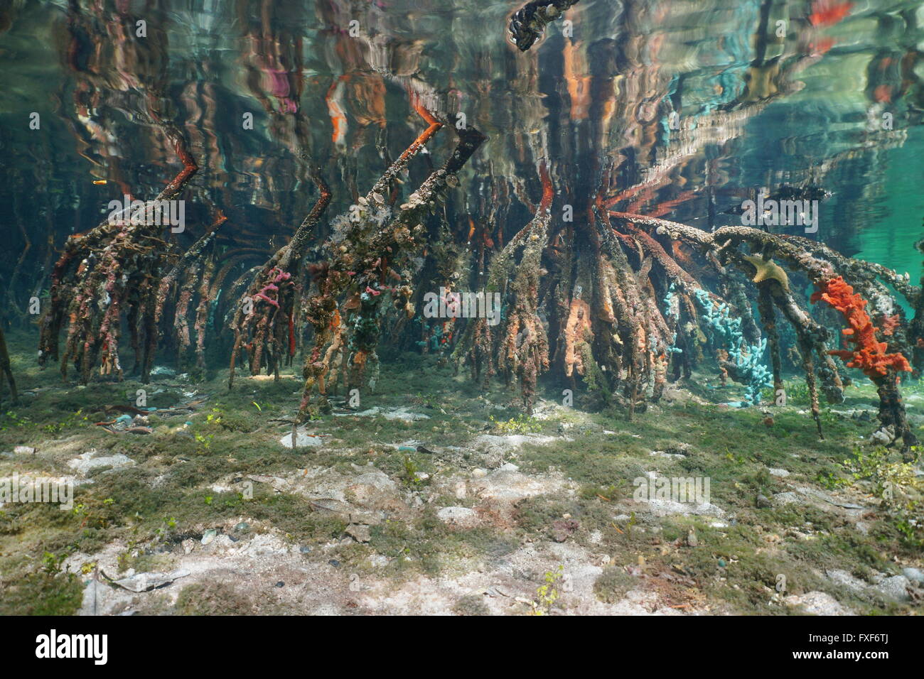 Racines de mangrove dans l'eau peu profonde reflétée ci-dessous la surface de l'eau, scène naturelles, mer des Caraïbes Banque D'Images