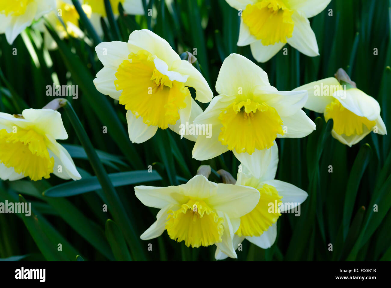 Narcisse incomparabilis est un type de jonquille. Ici la variété Ice Follies  Photo Stock - Alamy