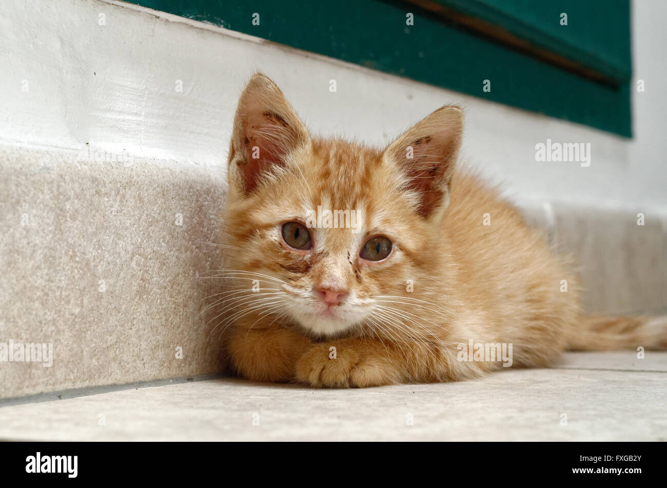 Pauvre Chat Banque D Image Et Photos Alamy