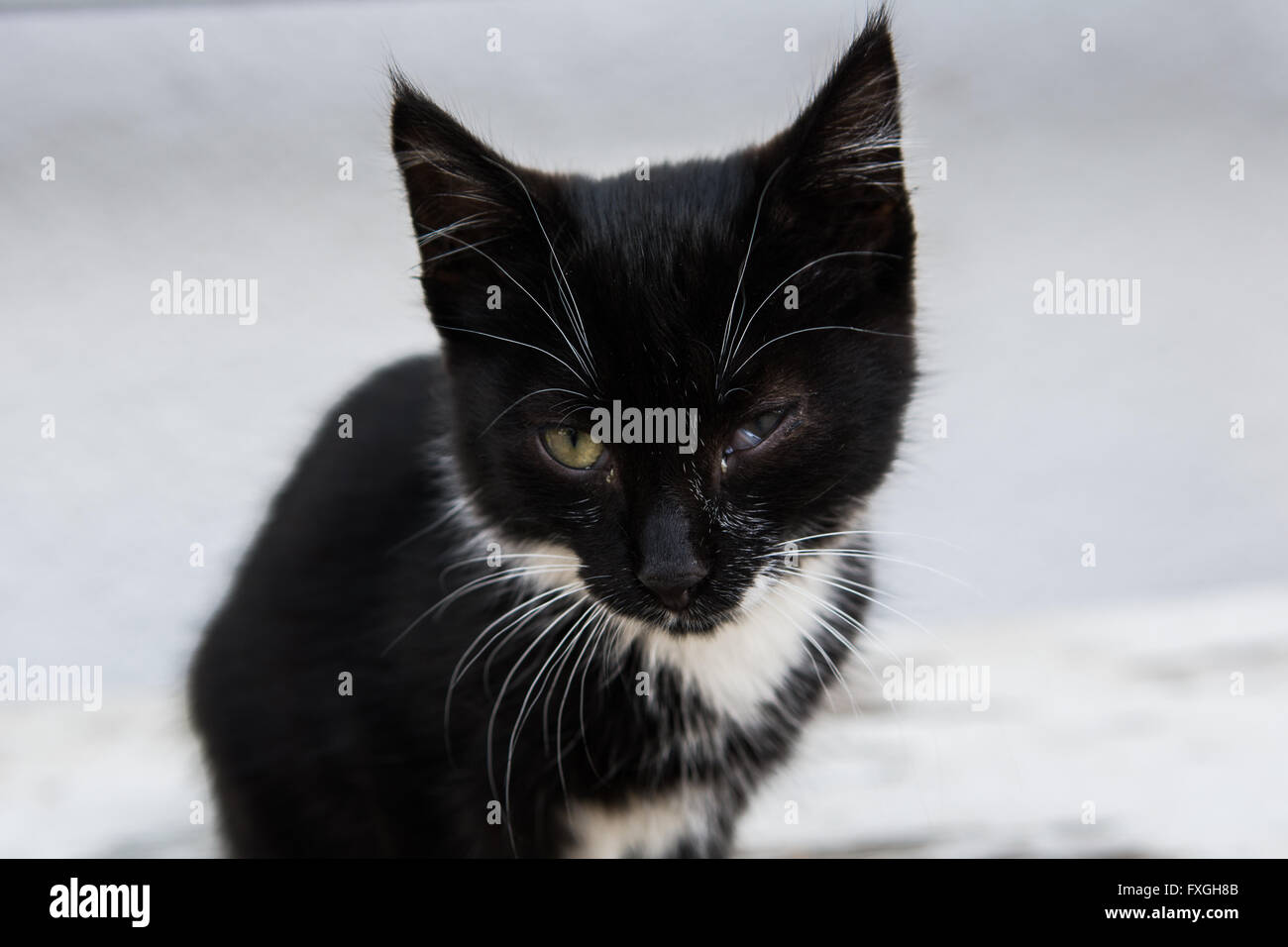 Chaton noir Banque D'Images